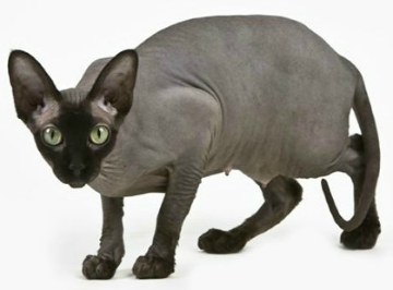 black sphynx cat