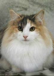 longhaired norwegian forest cat