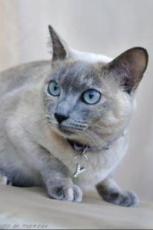 tonkinese cat