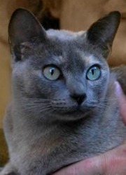 tonkinese cat