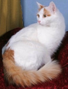 side view of Turkish van cat