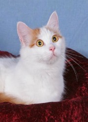 turkish van swimming cat