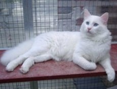 white turkish van cat