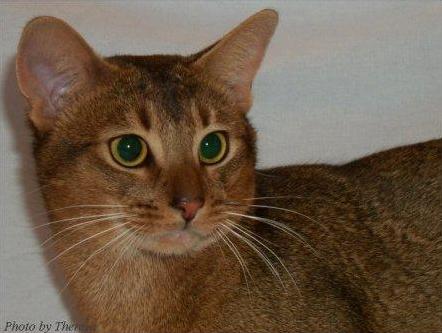 ruddy Abyssinian cat