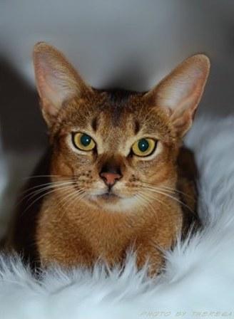 ruddy Abyssinian cat | Hillstblues Canasta of Sherada