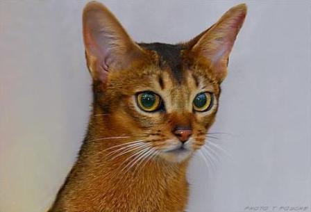 ruddy Abyssinian cat | Hillstblues Canasta of Sherada