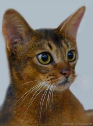 ruddy Abyssinian cat | Hillstblues Canasta of Sherada