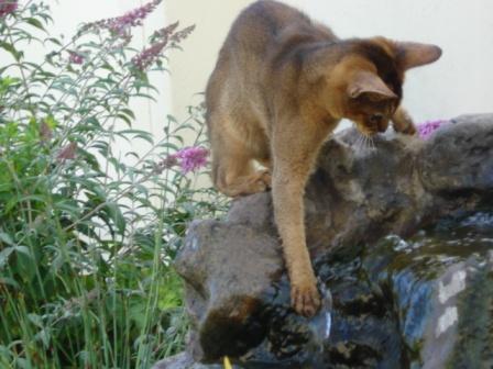 ruddy Abyssinian cat | Hillstblues Canasta of Sherada