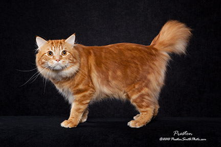 American Bobtail cat