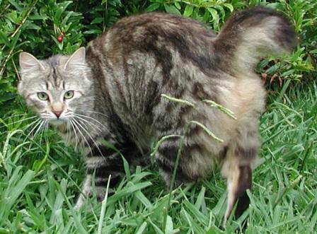 American Bobtail cat