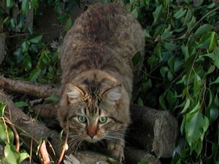 American Bobtail cat