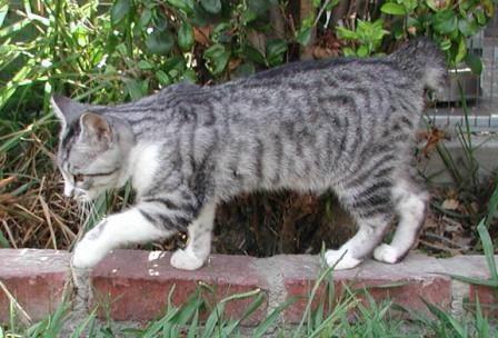 American Bobtail kitten