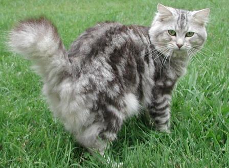 American Bobtail cat