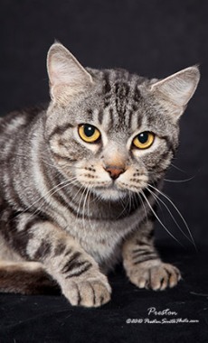 silver tabby American Bobtail cat