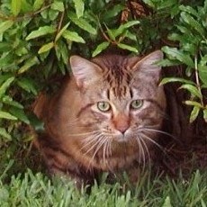 American Bobtail cat