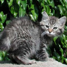 American Bobtail kitten