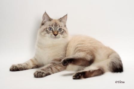 lynx point American Bobtail cat