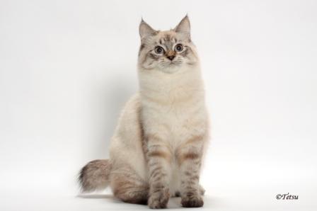 seal lynx point American Bobtail cat