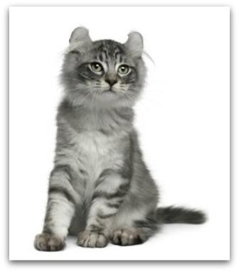 American Curl cat