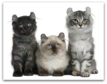 american curl kittens