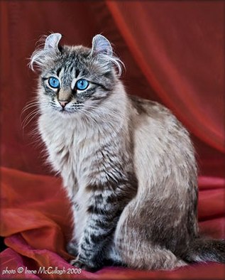 American Curl cat