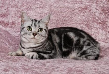 American Shorthair cat