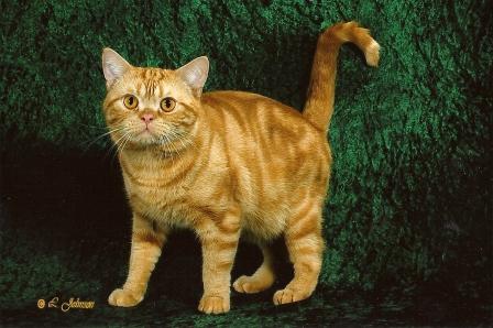 American Shorthair cat