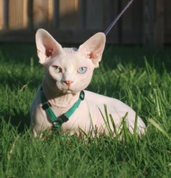 cute Bambino cat