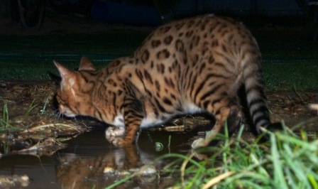 bengal cat hunting