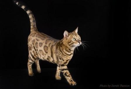 brown-spotted Bengal cat