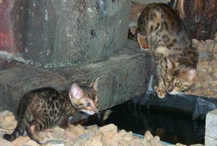 Bengal kitten at play