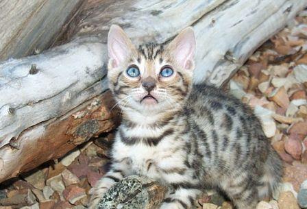 Bengal kitten at play