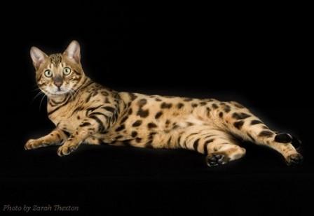 brown-spotted Bengal cat