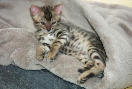 Bengal kitten at play