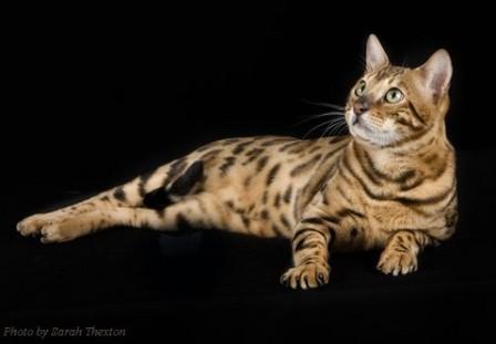 brown-spotted Bengal cat