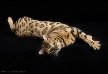 brown-spotted Bengal cat