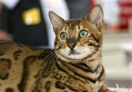 brown-spotted Bengal cat