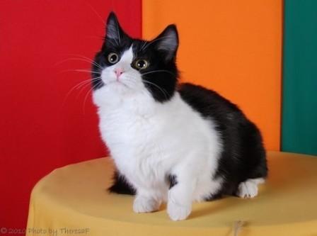 bi-color Munchkin cat