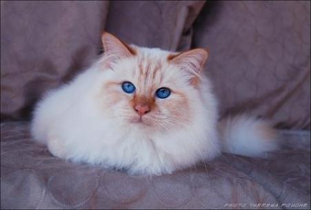 Birman cat © Theresa Fouche