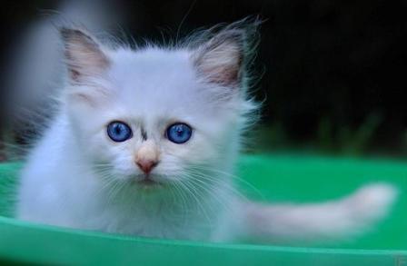 Birman kitten