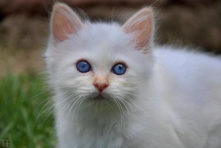 Birman kitten