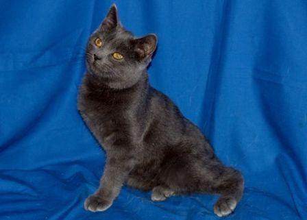 black Manx cat