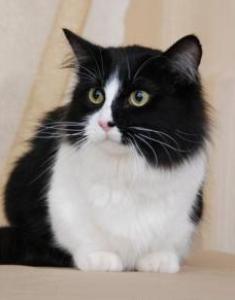 black and white Munchkin cat