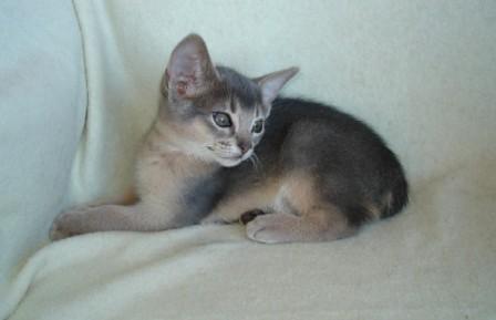 blue Abyssinian kitten