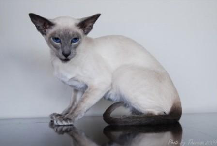 blue point Siamese cat