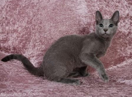 Russian Blue Kitten