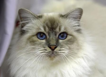 blue tabby point Birman cat