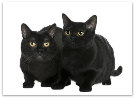 Bombay cats