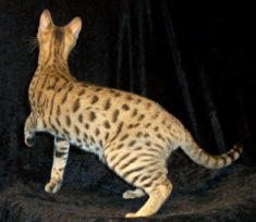 brown spotted Serengeti cat