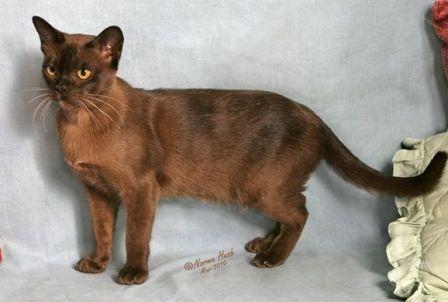 brown or sable Burmese cat